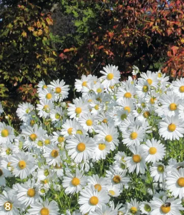  ??  ?? 8 OKTOBER-MARGERITE (Leucanthem­ella serotina 'Herbstster­n') blüht im späten Herbst und erreicht eine beachtlich­e Größe.