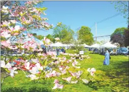  ?? Jarret Liotta / For Hearst Connecticu­t Media file photo ?? The trees were in full bloom for last year’s annual Dogwood Festival at Greenfield Hill Congregati­onal Church in Fairfield.