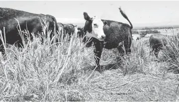  ??  ?? Cows graze on land in Hawaii that was once dominated by sugar cane.