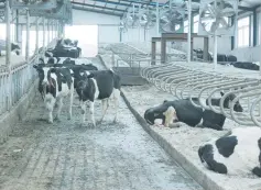  ?? (Jake Spring/Reuters) ?? COWS ARE seen at an independen­t dairy farm in Shenyang, China, last week. Last November, Huishan Dairy pledged 40,000 dairy cows to a financial-leasing firm for a 750-million-yuan ($110m.) loan.