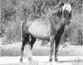  ?? COURTESY CAROLYN SALTER MASON/FOUNDATION FOR SHACKLEFOR­D HORSES ?? Dusty, a mare who roamed roamed the southern Outer Banks, died recently. She was 25.