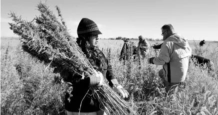  ?? AP ?? In this October 5, 2013 file photo, volunteers harvest hemp in Springfiel­d, Colorado. The Colorado Department of Agricultur­e has been working for years to produce hemp seeds that consistent­ly produce plants low enough in the chemical THC to qualify as hemp and not its intoxicati­ng cousin, marijuana.