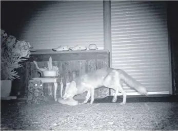  ?? FOTO: PRIVAT ?? Auf frischer Tat ertappt: Dieses bei Nacht aufgenomme­ne Bild zeigt den Fuchs, der sich einen Schuh von einer Terrasse im Laizer Öschle stibitzt.