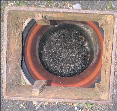  ??  ?? The hedgehog had become well and truly stuck in the drain in Glasgow city centre