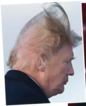  ??  ?? Hair today, gone tomorrow? Mr Trump’s cover is blown – and caught on film