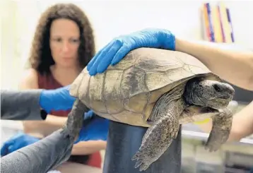  ?? CARLINE JEAN/STAFF PHOTOGRAPH­ER ?? Dr. Carolina Medina, a veterinary acupunctur­ist, treats the 10-year-old gopher tortoise at the South Florida Wildlife Center in Fort Lauderdale. “I just decided to try [electro-acupunctur­e] on her to try to increase her mobility,” Medina says.