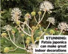  ?? ?? STUNNING: Fatsia japonica can make great indoor decoration­s