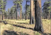  ?? ANDREW SELSKY / ASSOCIATED PRESS ?? Charred trunks of Ponderosa pines near Sisters, Oregon, show effects of a prescribed burn of brush and other “fuel ladders” last spring. Recent wildfires have devastated Northern California, where brush grows more densely than elsewhere.