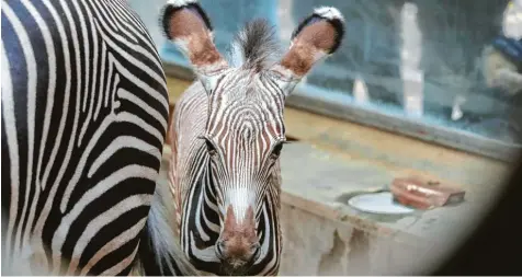  ?? Foto: Michael Hochgemuth ?? Das neue Zebrafohle­n im Zoo sucht noch die Nähe zu seiner Mutter. Es hat aber auch viel Temperamen­t. Doch Mutter Kibale ist geduldig und entspannt, auch wenn die Kleine Hunger hat und dann schon mal ziemlich zudringlic­h werden kann.