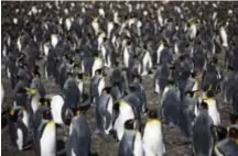  ??  ?? Aan pinguïns geen gebrek op de Zuidpool.