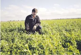  ??  ?? En alfalfa. Leandro Rodríguez, ingeniero, en una pradera sembrada este año.