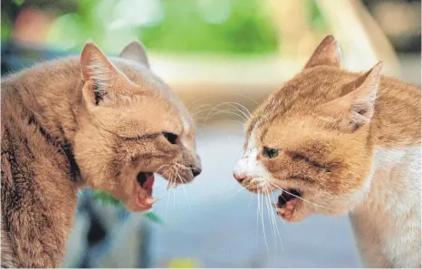  ?? FOTO: W. LAYER/ARCO IMAGES GMBH/DPA ?? Hau bloß ab: Dringt das Nachbarsti­er in ihr Revier ein, verstehen Katzen keinen Spaß.