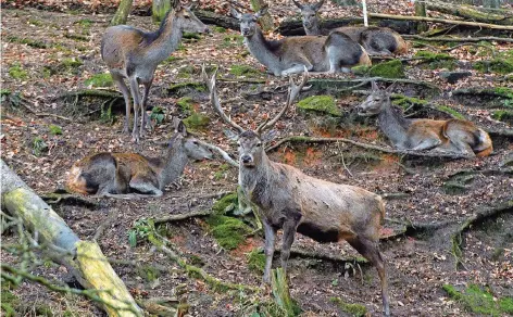  ?? FOTO: OLIVER DIETZE ?? Eine der Attraktion­en im Saarbrücke­r Wildpark ist der Rothirsch mit seinem eindrucksv­ollen Geweih.