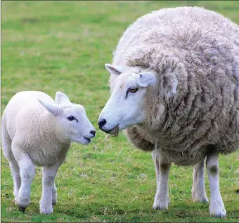  ??  ?? Grass growth is well behind for this time of year because of the continuing bad weather and this means ewes with lambs at foot will require feed supplement­s.