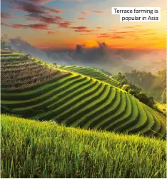  ?? ?? Terrace farming is popular in Asia