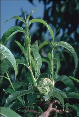  ?? ?? Peach leaf curl deforms the leaves of peach trees.