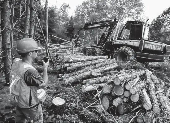  ?? STEVE WADDEN/SALTWIRE NETWORK ?? In this 2010 file photo, Brian Martinello, left, a site supervisor with Hugh MacInnis Lumber Ltd., talks with the harvester operator during a cutting job in Long Island. Premier Stephen McNeil’s decision to not give Northern Pulp an extension to the Boat Harbour Act, which was announced on Dec. 20, has many people working in the forestry industry in Cape Breton worried about the fate of their livelihood.