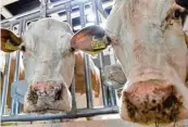  ??  ?? Das schwarz weiße Holstein Rind (links) kennt jedes Kind. Lange Zeit beherrscht­en die Tiere aus Norddeutsc­hland auch den Welt markt für Milchkühe. Aber das Fleckvieh aus Süddeutsch­land hat aufgeholt.