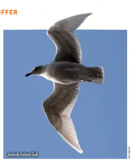  ??  ?? Juvenile Iceland Gull