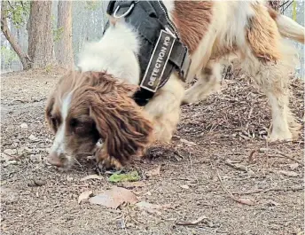  ?? Picture: TATE ANIMAL TRAINING ENTERPRISE­S ?? DOGGED EFFORT: Taylor, a koala detection dog, sniffs fresh koala droppings at Port Macquarie in New South Wales, Australia