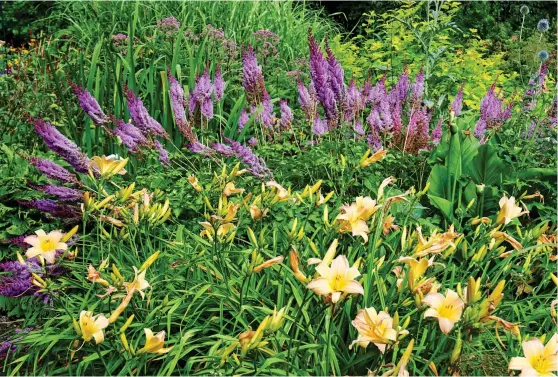  ??  ?? MAKING A SPLASH: Yellow day lilies and purple astilbies are the perfect pair for a damp spot, above. Left: Hydrangeas in bloom