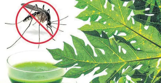  ??  ?? A Sri Lankan researcher Dr Sanath Hettige who pointed out in 2008 that the vital power of Papaya leaf extract to treat Dengue fever.