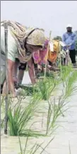  ?? HT FILE ?? As farmers in some pockets (Muktsar, Rampura Phul, Talwandi Sabo, Sunam and Bathinda) have defied the orders by transplant­ing paddy before the announced date, the government has ordered uprooting.