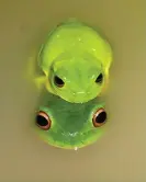  ?? ?? Australian green tree frog. Photograph: Australian Museum