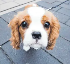  ?? FOTO: DPA ?? So süß: Menschen haben sich den oft unwiderste­hlichen Hundeblick herangezüc­htet, haben Forscher herausgefu­nden.