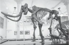  ?? MARY ALTAFFER AP ?? A skeleton of Mammuthus, the mammoth, is on display at the American Museum of Natural History on Friday in New York. The mammoths were larger than their relatives the wooly mammoths and lacked their long hair.