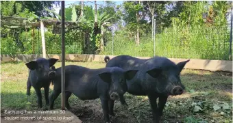  ??  ?? Each pig has a minimum 30 square metres of space to itself