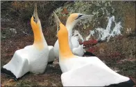  ?? PROVIDED BY AGENCE FRANCE-PRESSE ?? Fake concrete gannets on Mana Island off the Wellington coast, New Zealand, in a picture that was released on Wednesday.