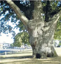  ??  ?? Entreprene­ur Isaac Coates is buried with his beloved wife Alice in Auckland, but is commemorat­ed in Hamilton with Coates St. The oak trees to commemorat­e the 25th anniversar­y of the 4th Waikato Regiment’s settling of Hamilton were planted in Steele...