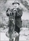  ??  ?? FIND ... Clarke with a squid which was part of the ‘unexplaine­d spate’ of washed-up squids