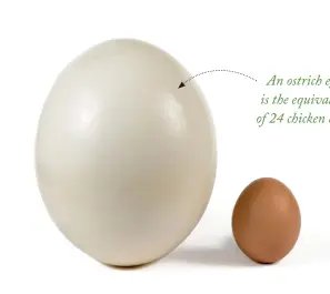  ?? ?? An ostrich egg is the equivalent of 24 chicken eggs.