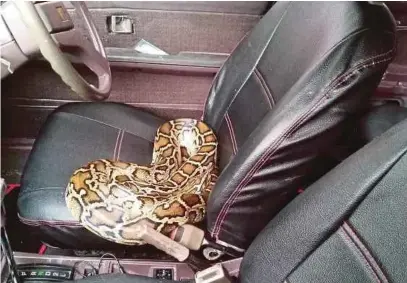  ??  ?? A python is curled up in a car in Jalan Ipoh, Kuala Lumpur.