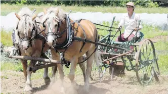  ?? CP ?? Mylaine Massicotte guides her team of horses as she plows her field in Havelock, Que. Horses are less expensive than a tractor, don’t compact the soil as much and their manure fertilizes the land.