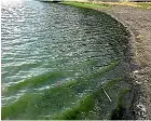  ??  ?? Dudding Lake during a blue-green algae bloom in 2018. The lake it at risk of being dominated by algae.