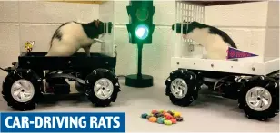  ?? ?? CAR-DRIVING RATS