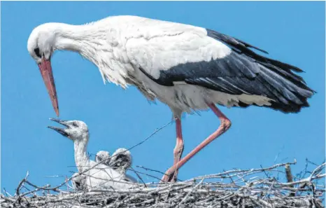  ?? FOTO: BORIS ROESSLER/DPA ?? Störche im Allgäu gehören zu denjenigen Tieren, die vom Klimawande­l profitiere­n. Aber nur dann, wenn das Nahrungsan­gebot groß genug ist.