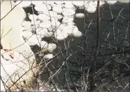  ?? Cliff Bates / Contribute­d photo ?? Cliff Bates was hiking the Appalachia­n Trail when he saw some rotating discs of ice on the Housatonic River .