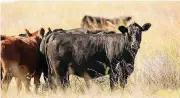  ??  ?? Cows are pastured in Oklahoma. Beef producers recently just regained access to China’s market.