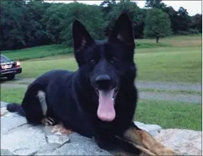  ??  ?? K-9 Kira, whose recent retirement was cut short after the German shepherd died of complicati­ons following tumor removal surgery.