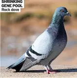  ?? ?? SHRINKING GENE POOL Rock dove