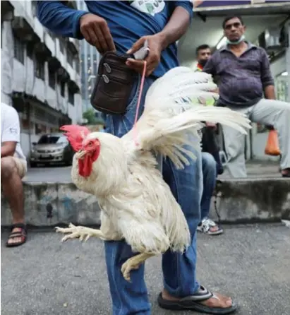  ?? © Hasnoor Hussain/reuters ?? Een Maleisisch­e kip op de markt in Kuala Lumpur.