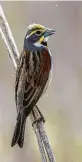  ?? Kathy Adams Clark ?? The Katy Prairie is a good place to see and hear dickcissel­s this time of year.