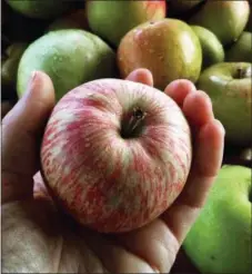  ?? PHOTO COURTESY OF NORTH STAR ORCHARD ?? Expand your horizons at North Star Orchard’s apple tastings.