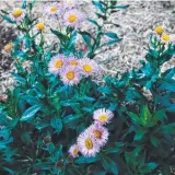  ??  ?? Erigeron "Sea Breeze" is an outstandin­g springflow­ering perennial cousin of the seaside daisy.