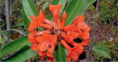  ?? PHOTO: IMOGEN MCCARTHY ?? An epiphytic Vireya rhododendr­on on Mt Kinabalu, Borneo.