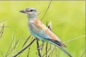  ?? VIKRAM BATRA ?? European roller.